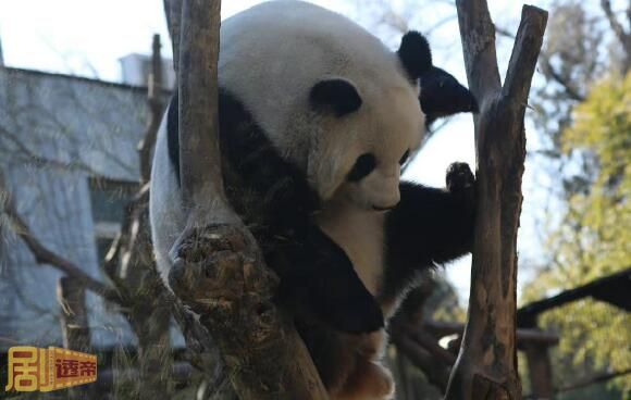 萌兰为什么叫战五渣