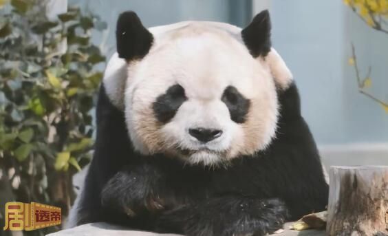 大熊猫缘小在哪个动物园