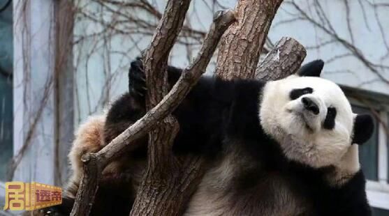 大熊猫萌兰为什么叫西直门三太子