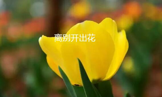 眼泪轻轻地擦别管那多嘴乌鸦什么歌